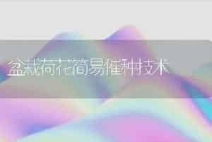 盆栽荷花简易催种技术