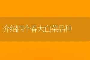 介绍四个春大白菜品种