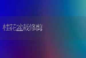 桂花盆栽修剪