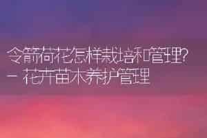 令箭荷花怎样栽培和管理？-花卉苗木养护管理