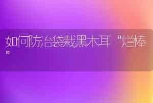 如何防治袋栽黑木耳“烂棒”