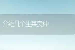 介绍几个生菜良种