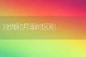 玫瑰和月季的区别