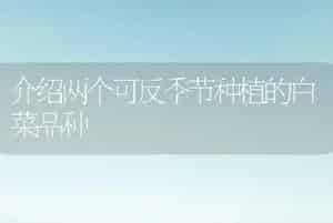 介绍两个可反季节种植的白菜品种