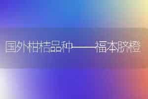 国外柑桔品种——福本脐橙