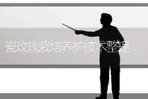 瓷玫瑰栽培养护技术整理