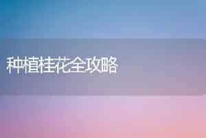 种植桂花全攻略