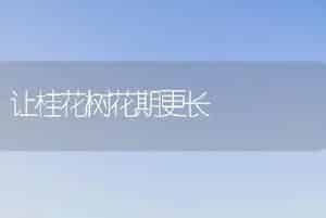 让桂花树花期更长