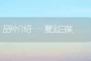 品种介绍--夏宝白菜