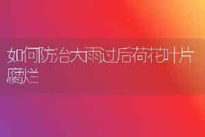 如何防治大雨过后荷花叶片腐烂