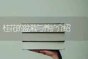 桂花的盆栽与养护介绍