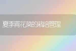夏季青花菜的栽培管理