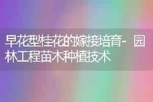 早花型桂花的嫁接培育-园林工程苗木种植技术