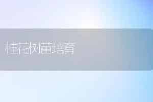 桂花树苗培育
