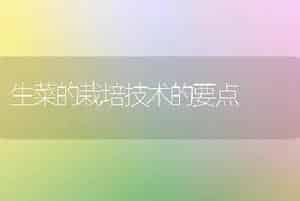 生菜的栽培技术的要点