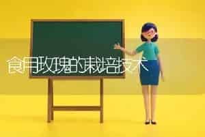食用玫瑰的栽培技术