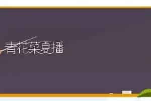 青花菜夏播