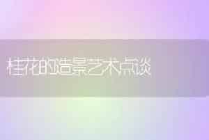 桂花的造景艺术点谈
