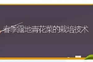 春季露地青花菜的栽培技术