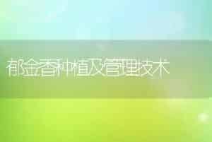 郁金香种植及管理技术
