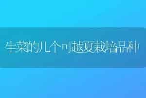 生菜的几个可越夏栽培品种