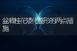 盆栽桂花矮化整形的两点措施