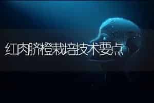 红肉脐橙栽培技术要点