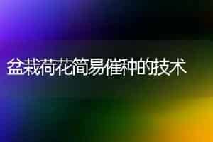 盆栽荷花简易催种的技术
