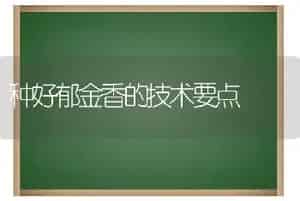 种好郁金香的技术要点