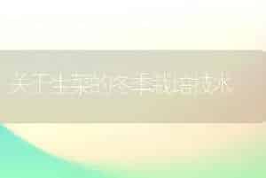 关于生菜的冬季栽培技术