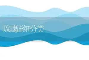 玫瑰详细分类