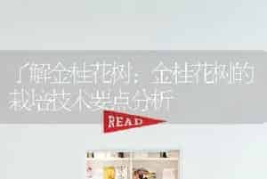 了解金桂花树：金桂花树的栽培技术要点分析