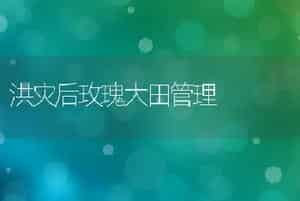 洪灾后玫瑰大田管理