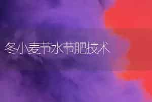 早熟大白菜新品种琴萌8号