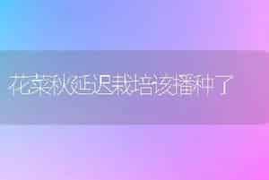 花菜秋延迟栽培该播种了