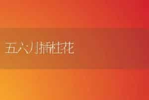 五六月插桂花