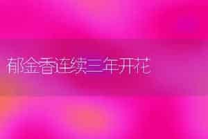 郁金香连续三年开花