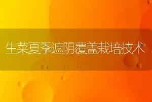 生菜夏季遮阴覆盖栽培技术