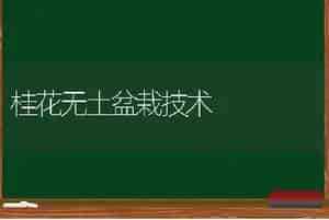 桂花无土盆栽技术