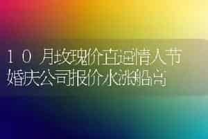 10月玫瑰价直逼情人节 婚庆公司报价水涨船高
