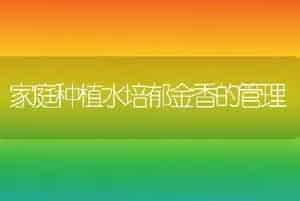 家庭种植水培郁金香的管理