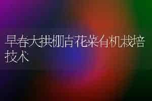 早春大拱棚青花菜有机栽培技术