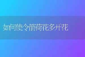 如何使令箭荷花多开花