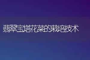 翡翠宝塔花菜的栽培技术