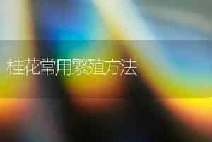 桂花常用繁殖方法