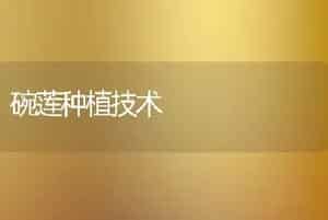 碗莲种植技术