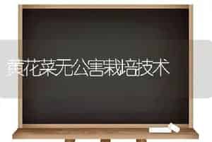 黄花菜无公害栽培技术