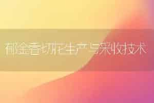 郁金香切花生产与采收技术