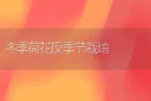 冬季荷花反季节栽培