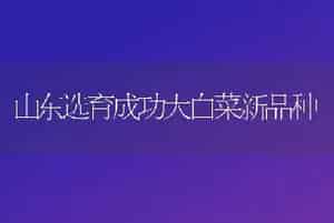 山东选育成功大白菜新品种